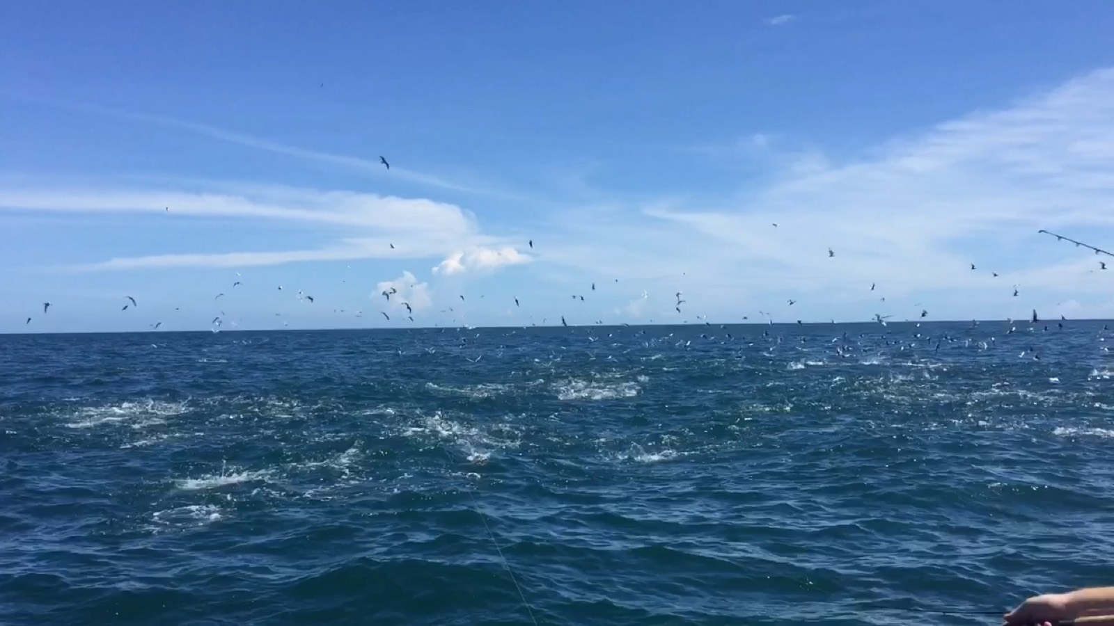 Bird workup over a bait ball on the blue water off Bynoe Harbour
