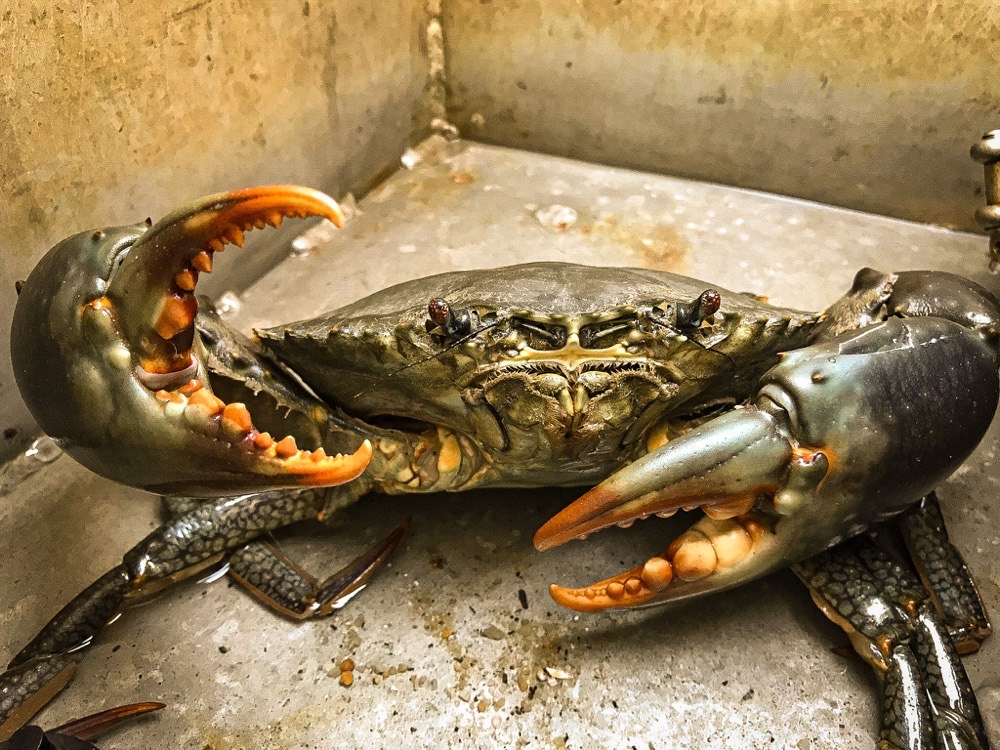 A big Top End mud crab with heavy claws in a tub on the boat