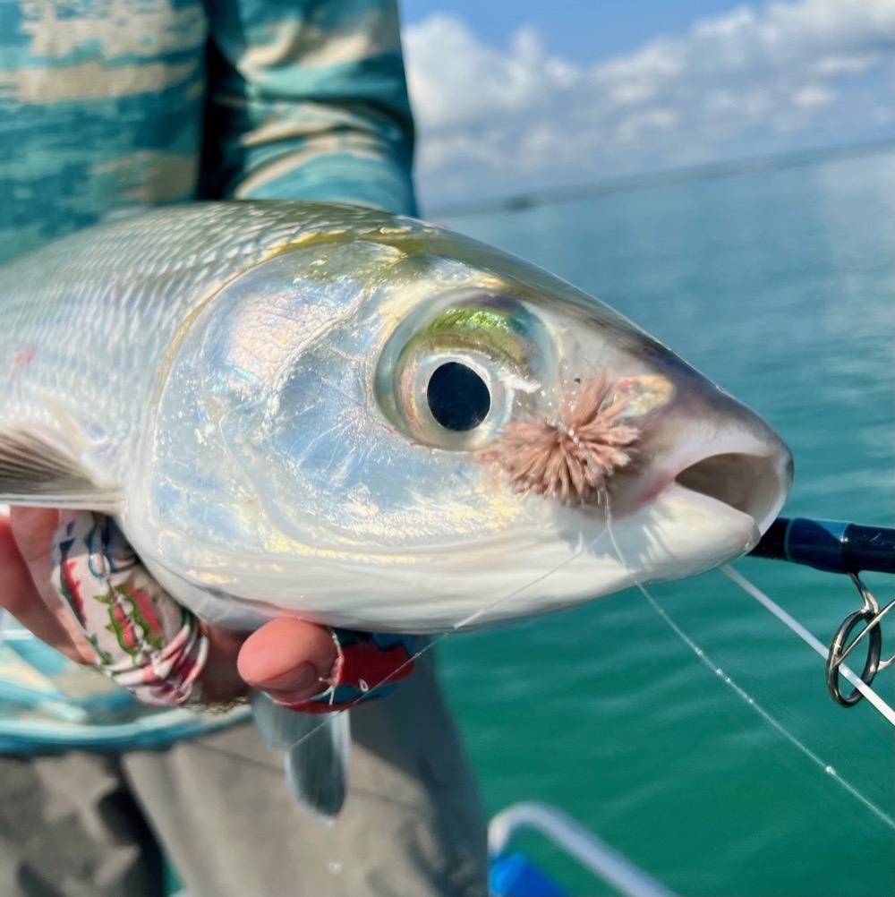 Close-up of a milk fish with the fly pinned in the corner of its jaw over turquoise Darwin Harbour water