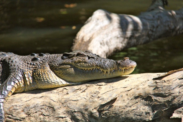 Saltwater crocodile hauled out on a log above the water