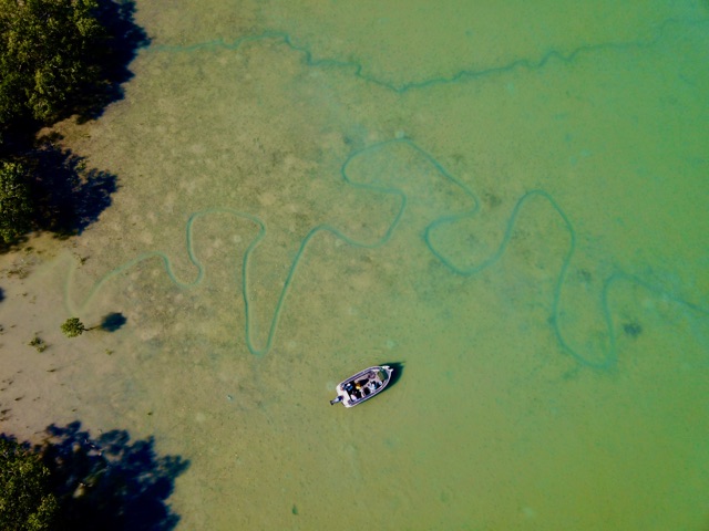 Drone shot of tidal creeks winding through green flats