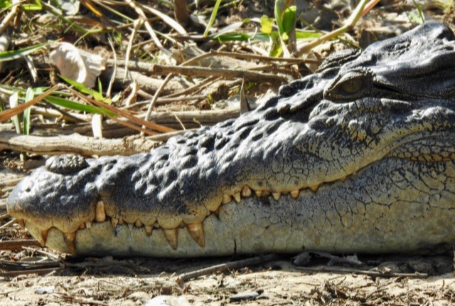 Close-up of a saltwater crocodile resting in the shallows