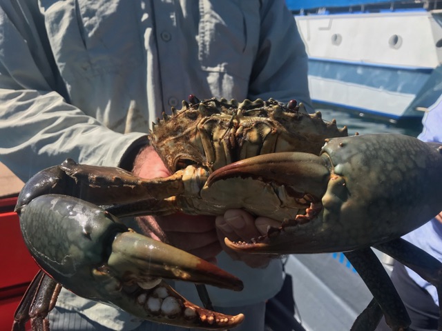 A big Top End mud crab held up in the boat