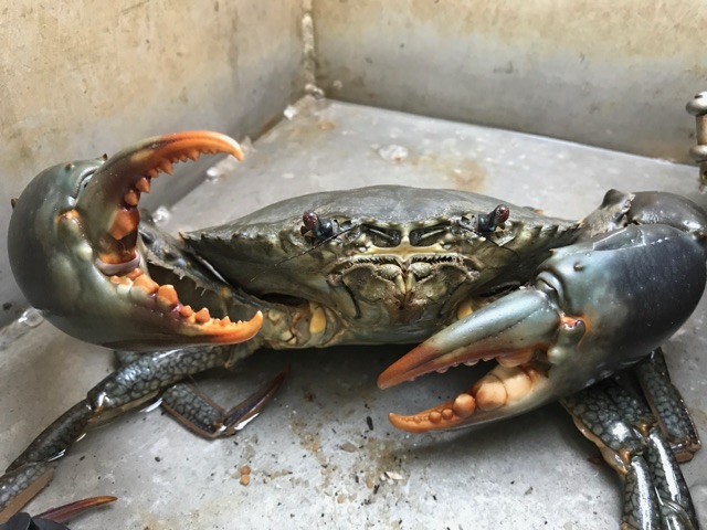 Mud crab showing its claws before going in the pot