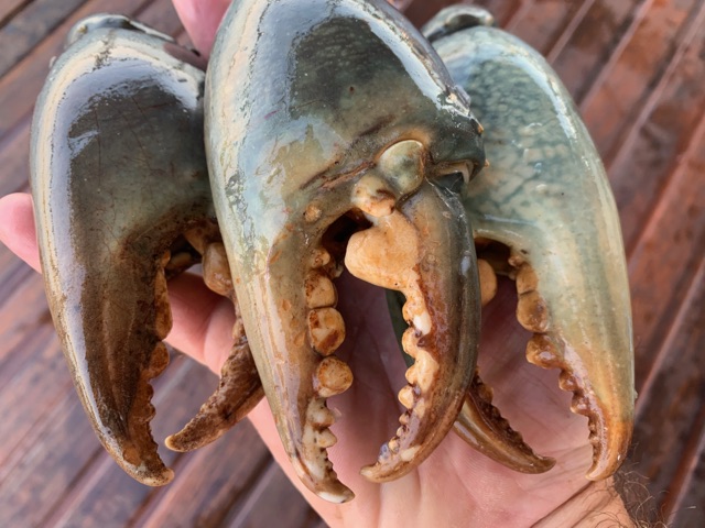 A pair of heavy mud crab claws
