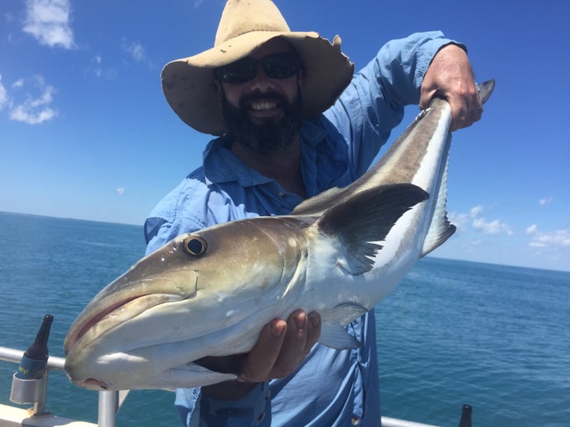 Big cobia lifted from the bluewater