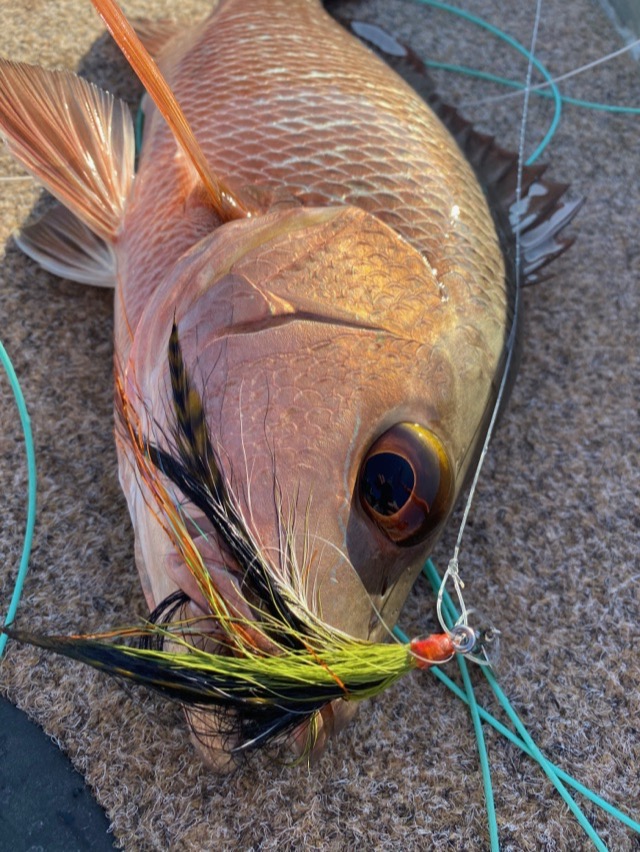 A fly still hooked in the jaw of a freshly landed mangrove jack